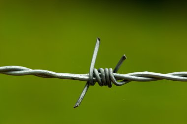 Champ de maïs à la récolte