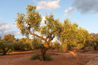 zeytin ağacı alan