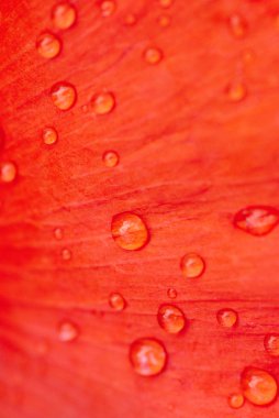 Damlacıkları ile kırmızı petal
