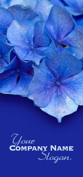 Blauwe bloemen — Stockfoto