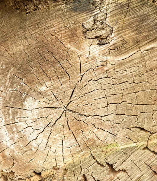 Viejo tronco de árbol —  Fotos de Stock