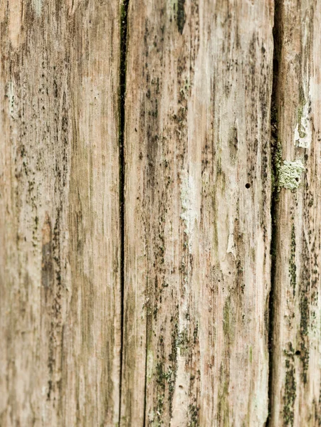 Old tree trunk — Stock Photo, Image