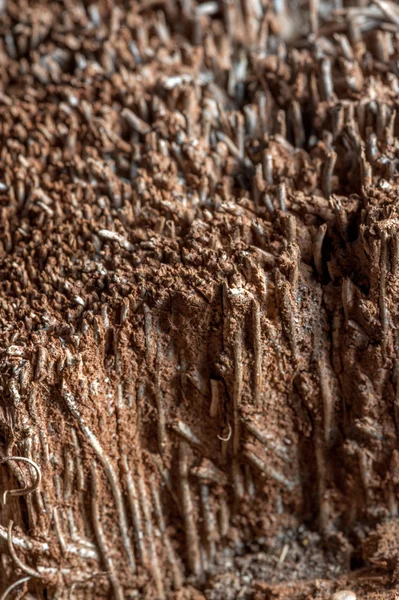 Textura de árvore velha — Fotografia de Stock
