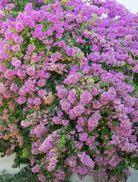 Bouganvilla — Stockfoto