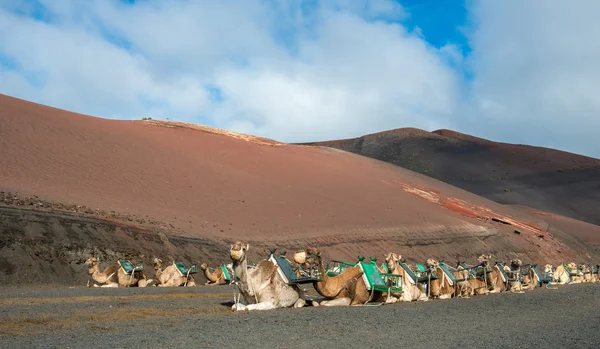 Camels — Stock Photo, Image