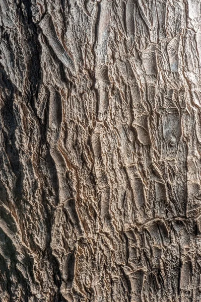 Texture du tronc d'arbre — Photo