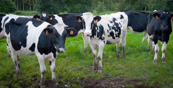 Grupa krów — Zdjęcie stockowe