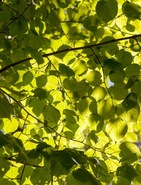 Ljus filtrering genom vegetation — Stockfoto