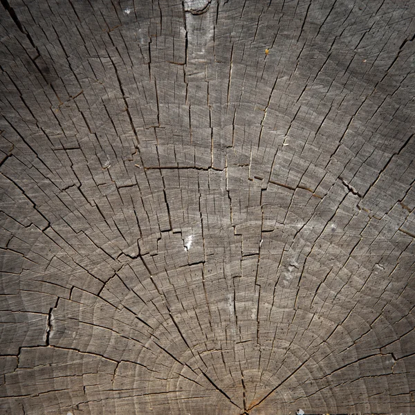 Παλιά φλοιό δέντρων — Φωτογραφία Αρχείου