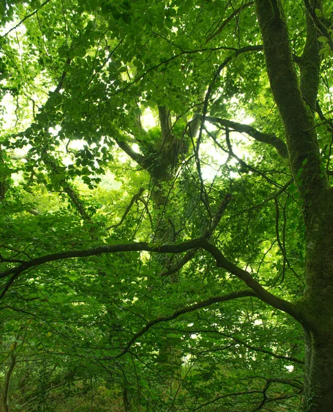 Cobertura de árvores — Fotografia de Stock