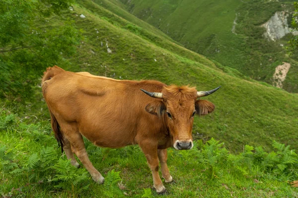 Cow in a steep mountain — Stock Photo, Image