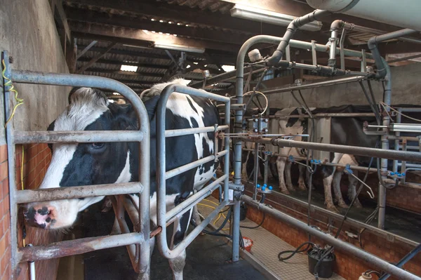 Ordenha de vacas na exploração leiteira — Fotografia de Stock