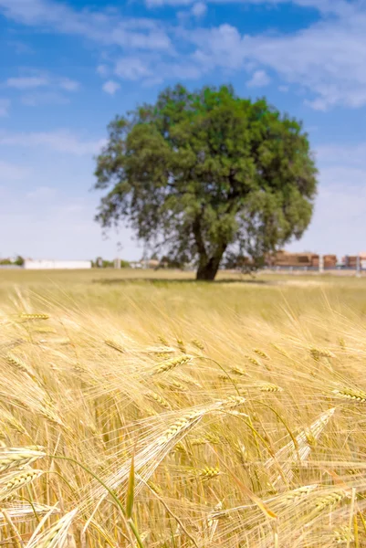 Campo di grano — Foto Stock