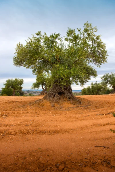 Campi di oliva — Foto Stock