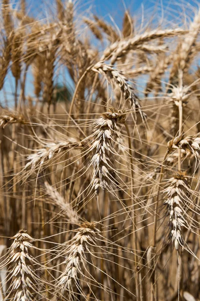 微距拍摄小麦 — 图库照片