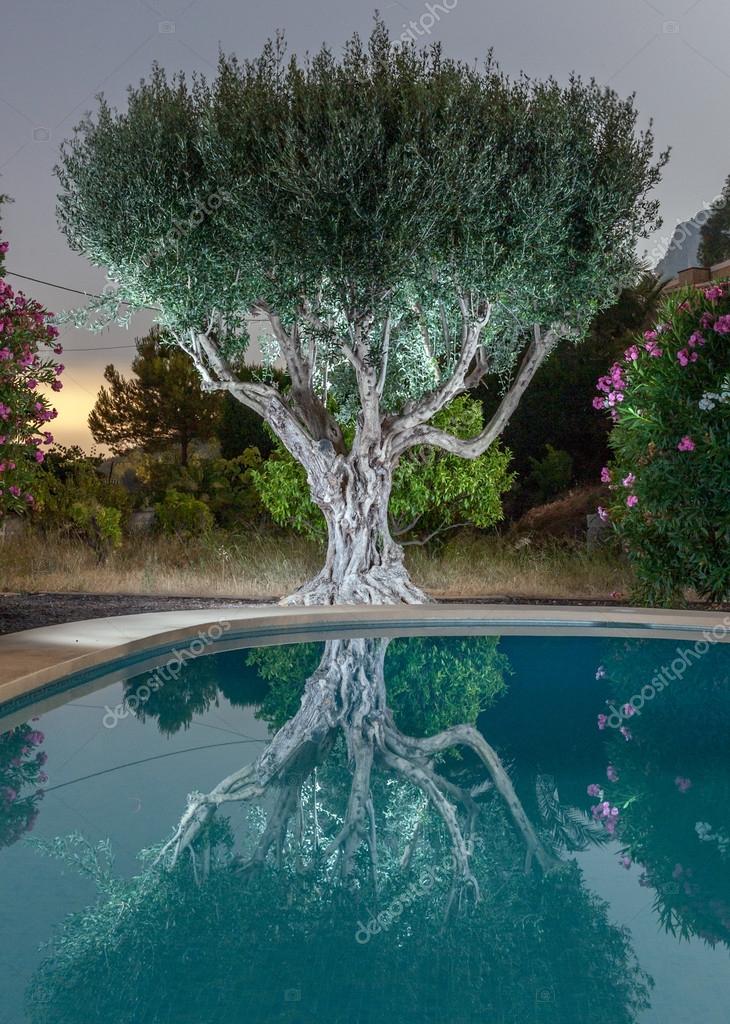 Olive tree by the pool, nigh view — Stock Photo ...