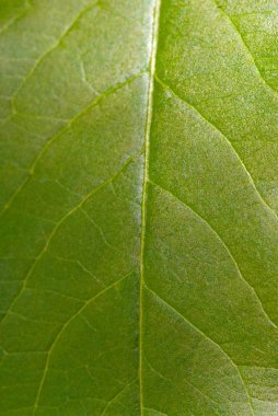 Makro bir yaprağına vurdu