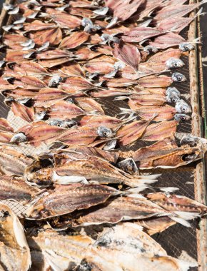 Kurutma balık güneş