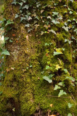 Ağaç trunck yosun kaplı