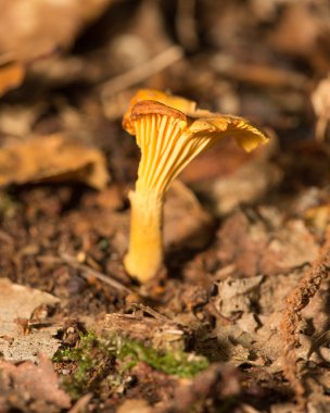 Chanterelle.