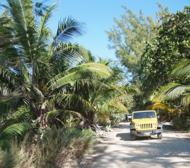 Cip ormanın üzerinde