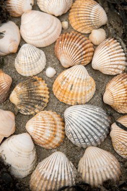 Kumsalda deniz kabukları