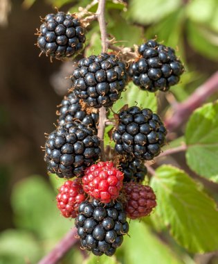 BlackBerry demet