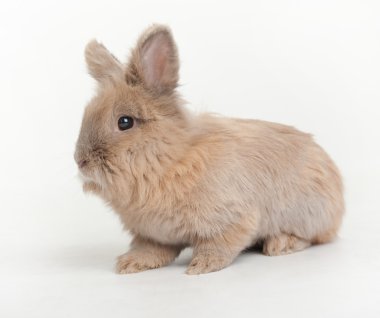 Turuncu rabbit bebek