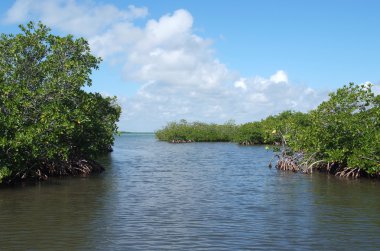 mangrov