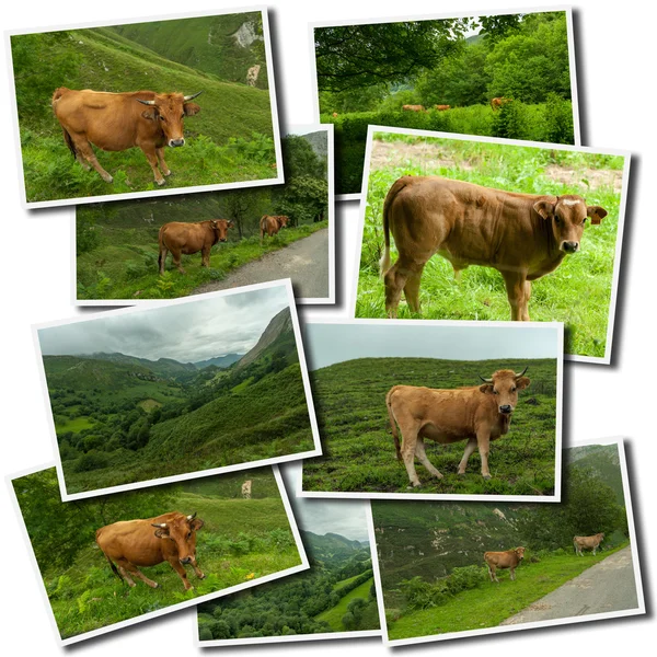 Recogida de vacas — Foto de Stock