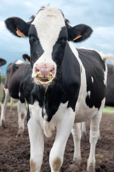 Retrato de vaca — Fotografia de Stock