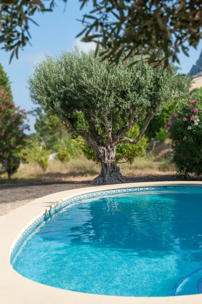 Olivträdet vid poolen — Stockfoto