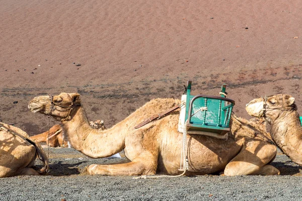 Camelos — Fotografia de Stock