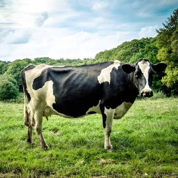 Cow in meadow — Stock Photo, Image