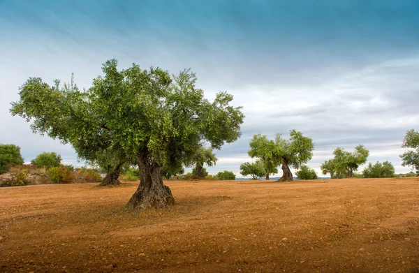 Campi di oliva — Foto Stock