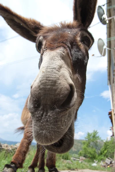 Close-up burro — Fotografia de Stock