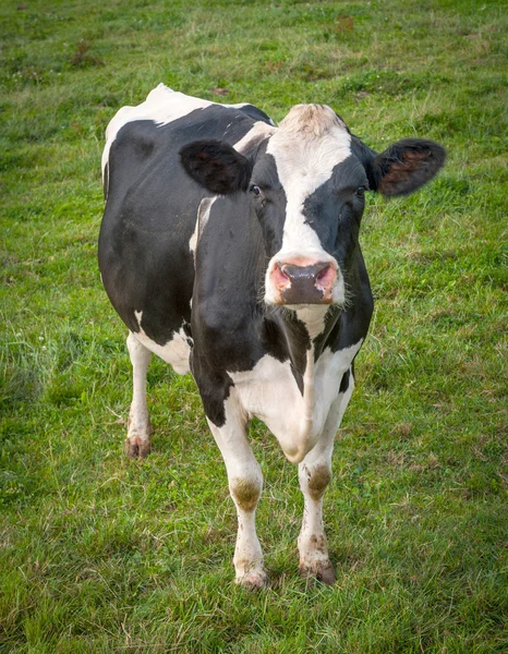 Calf in meadow — Stock Photo, Image