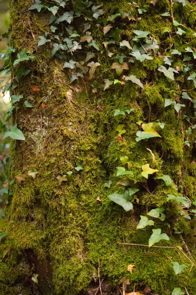 青苔干离断树 — 图库照片