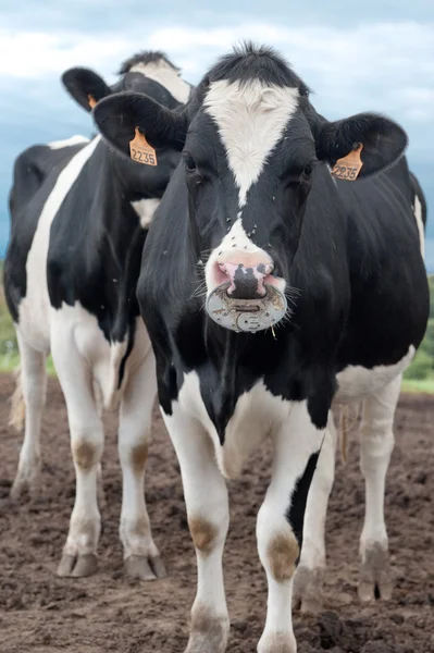 Retrato de vaca — Fotografia de Stock