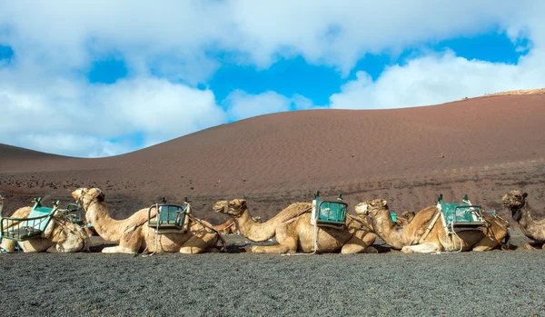 Camellos —  Fotos de Stock