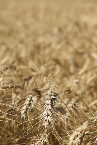 Macro sparato sul grano — Foto Stock