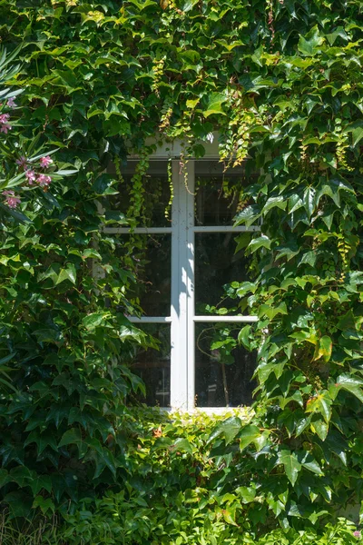 Grüne Weiden — Stockfoto