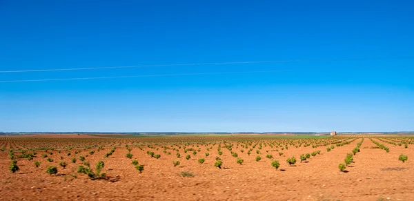 Spanish vineyards — Stock Photo, Image