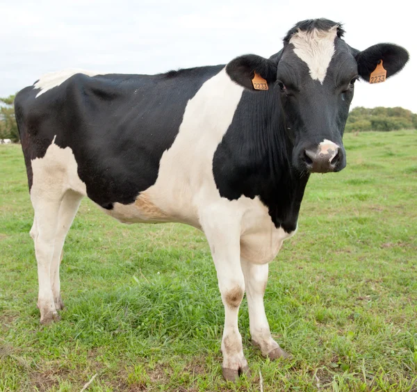 Vaca joven — Foto de Stock