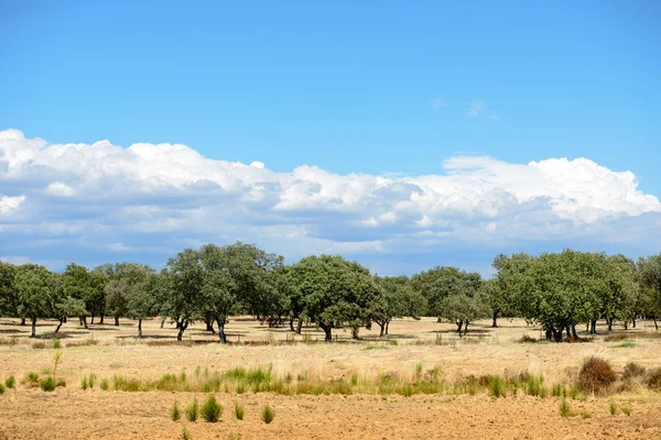 Paesaggio mediterraneo — Foto Stock