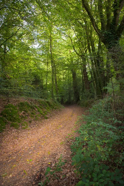 森林中的道路 — 图库照片