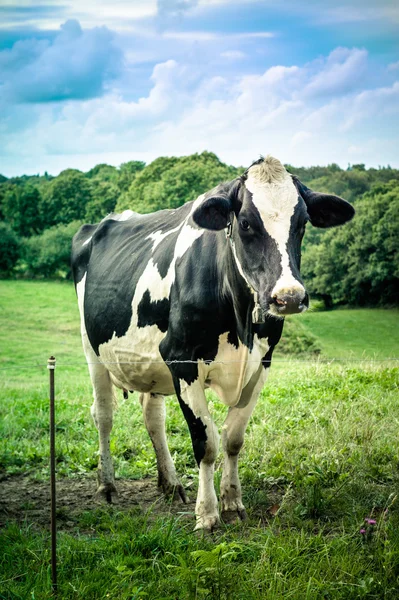 Cow in meadow — Stock Photo, Image