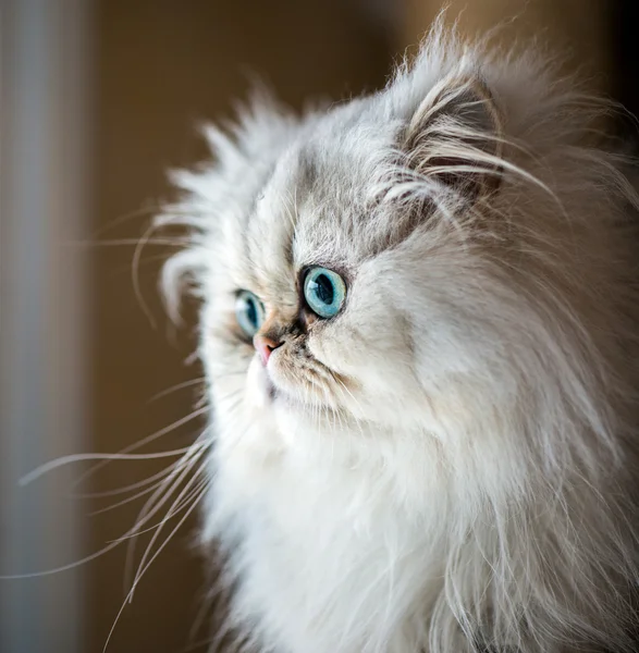Belo gato persa — Fotografia de Stock