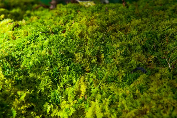 Forest bush