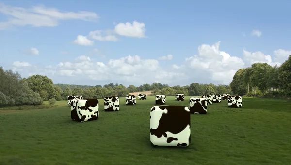 Cubic cows — Stock Photo, Image